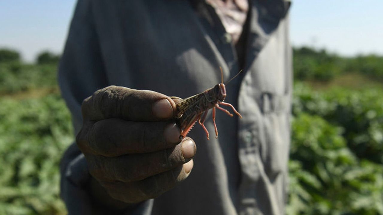 'Doğu Afrika Öncekilerden 20 kat Büyük Çekirge İstilasıyla Karşı Karşıya'