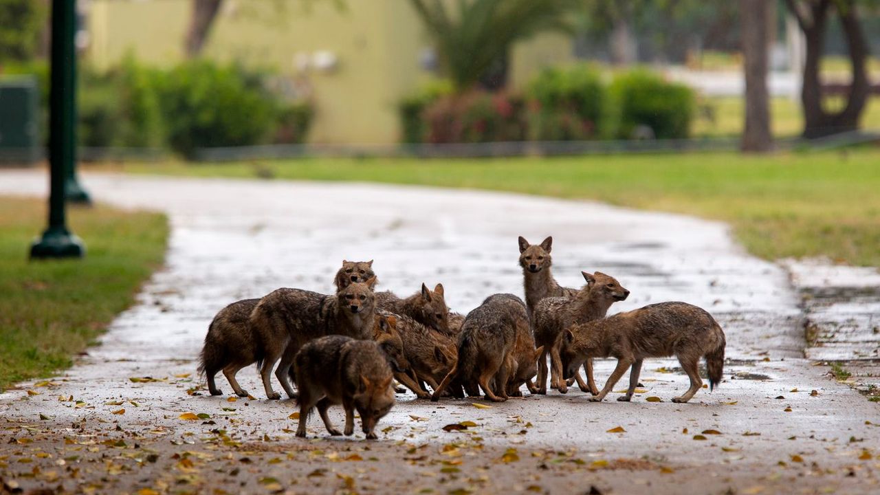 İsrailliler Evlerine Kaçtı Parklar Çakallara Kaldı