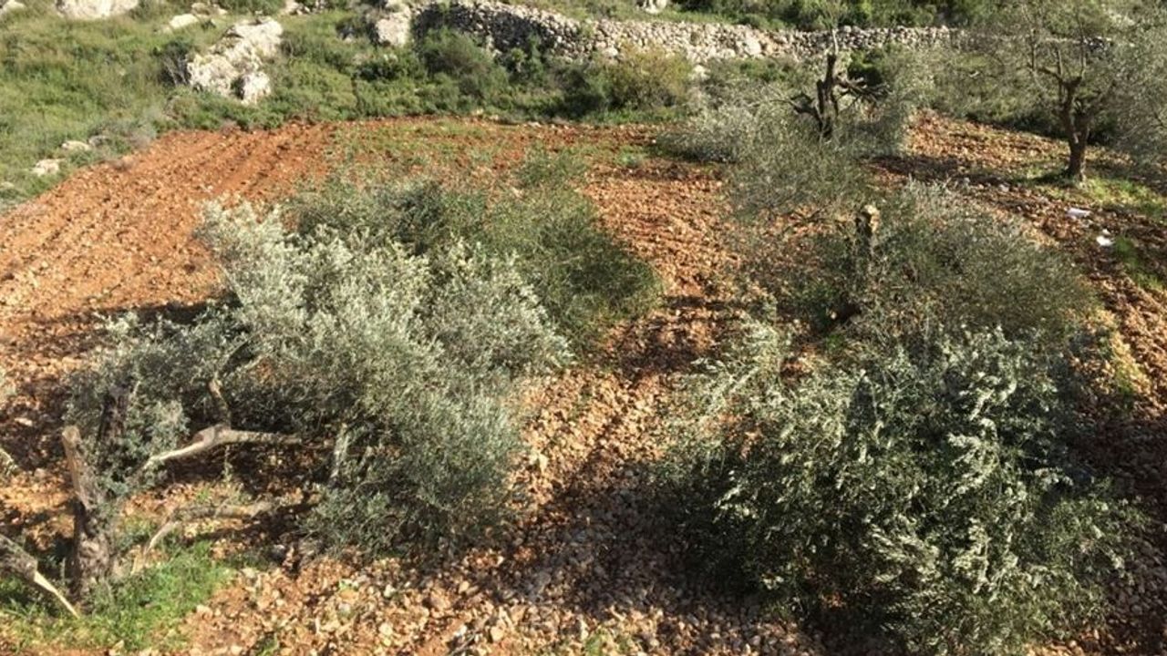 Yahudi İşgalciler Ramallah'ta 300 Zeytin Ağacını Tahrip Etti