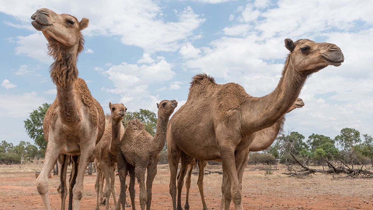 Avustralya'da Deve Vahşeti Yaşanıyor