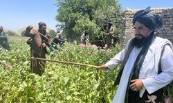 Taliban Uyuşturucuyla Mücadelede Başarı Sağladı
