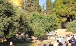 Yahudi Çetelerin Mescid-i Aksa'ya Yönelik Bayram Terörü Sürüyor