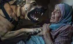 Siyonist Vahşi Canavarlardan Filistinli Yaşlı Kadına Köpekli Saldırı