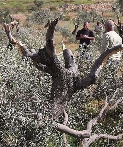 İşgalciler Tulkerem’in Doğusunda Zeytin Toplayan Filistinlilere Saldırdı