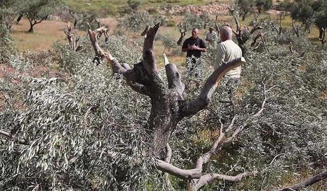 İşgalciler Tulkerem’in Doğusunda Zeytin Toplayan Filistinlilere Saldırdı