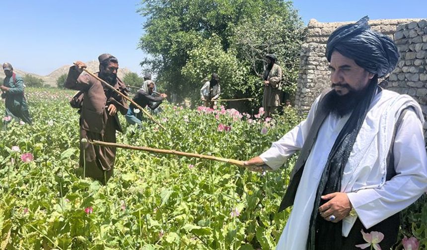 Taliban Uyuşturucuyla Mücadelede Başarı Sağladı