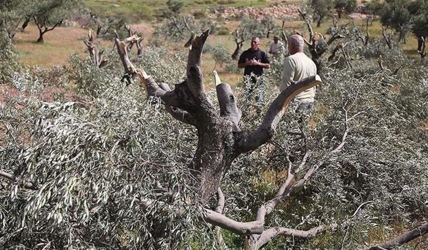 İşgalciler Tulkerem’in Doğusunda Zeytin Toplayan Filistinlilere Saldırdı